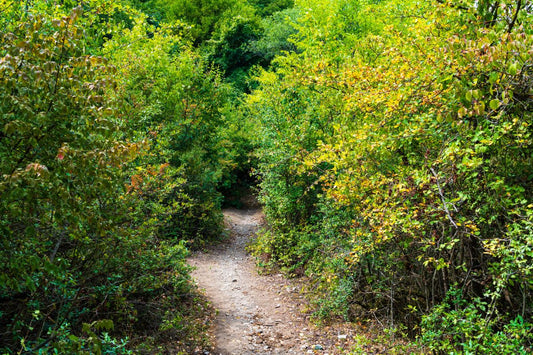 overgrown path